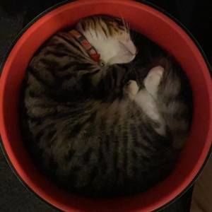 Meet your Posher, Nissa